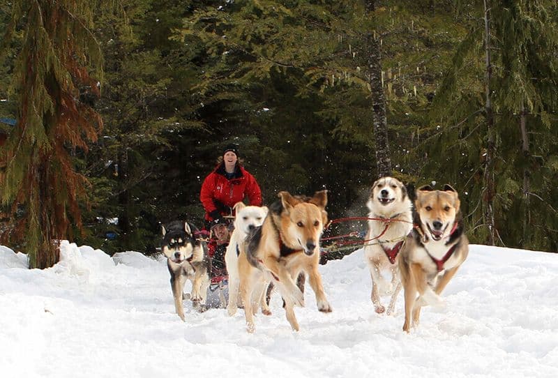 Dog Sledding