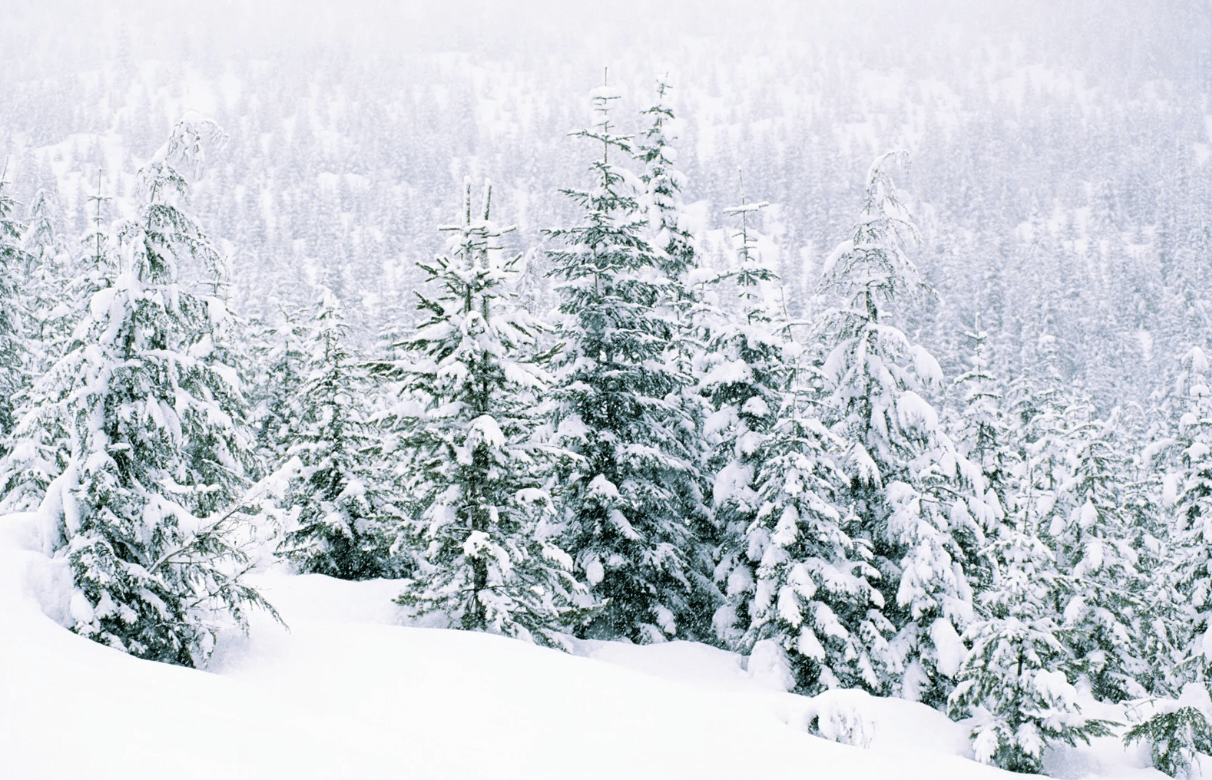 Whistler Snow Report: Record Snowfall Marks the Start of the 2024/2025 Ski Season
